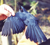 Blue Mockingbird